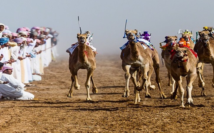 مراهنات سباق الهجن في الكويت