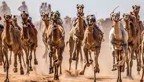 أفضل الهُجن العربية مراهنات سباق الهجن في الكويت